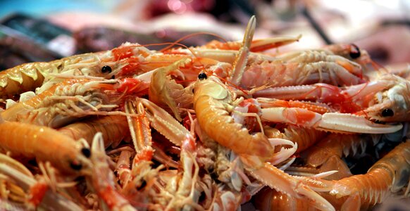 Food shrimp photo