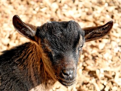 Goat wildlife animal photo