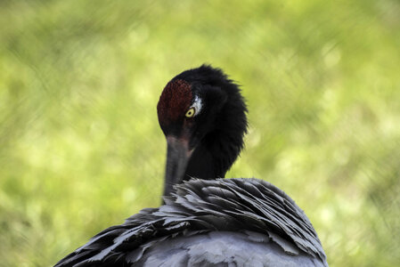 Black Crane Preening Feathers photo