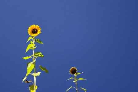 Two sunflowers against the blue sky photo