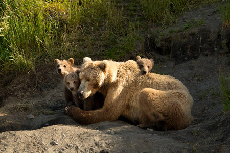 Kodiak bear with cubs