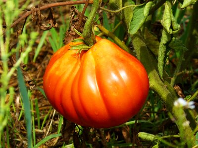 Food tomato meat garden