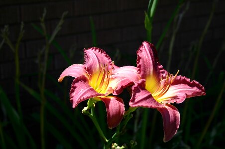 Spring hope flower