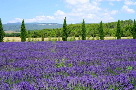 Agriculture beautiful flowers biology