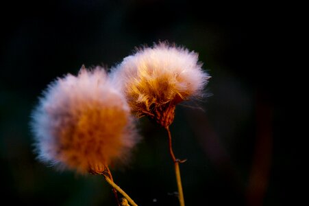 Dandelion white round