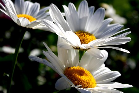 Beautiful Image beautiful photo daisy