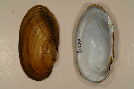 Lampsilis siliquoidea-3