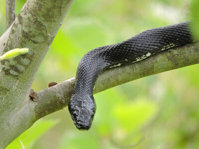 Black rat snake-1 photo