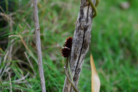 Animal arthropod bug