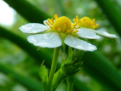 Bloom wild strawberry close up photo