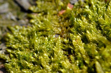 Nature wood fluffy
