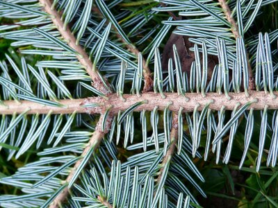 Silver fir white fir abies photo