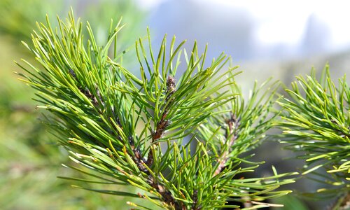 Pine green branch close up photo