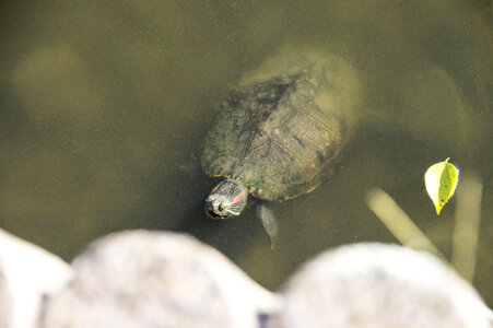 11 Turtle