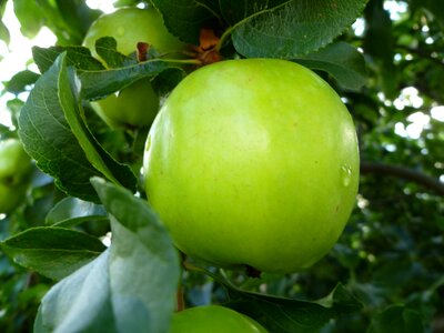 Green apple fruit rain photo