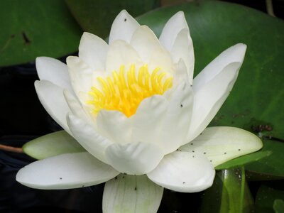 White water lily plant