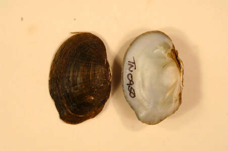 Epioblasma ahlstedti-2
