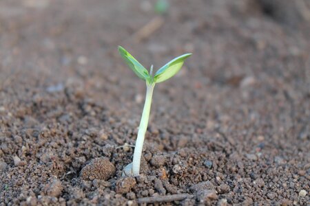 Life growing seedling
