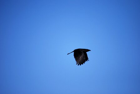 Black crow carrion crow photo