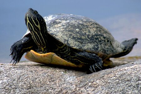 Water turtle reptile nature
