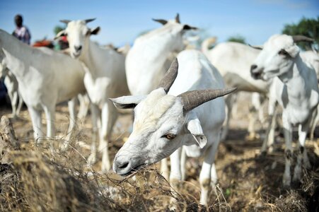 Animals sheep herd of goats photo