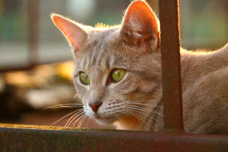 Rust old cat face