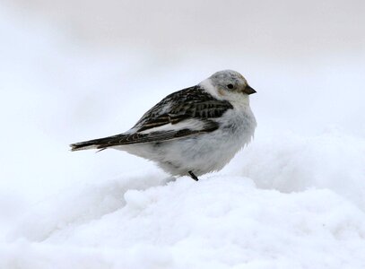 Bird Emberiza schoeniclus Plectrophenax nivalis