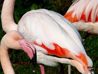 Red feather orange photo