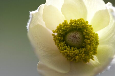 Natural blossom bloom