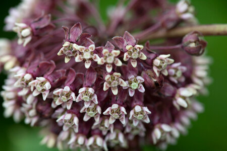 Common Milkweed-2 photo