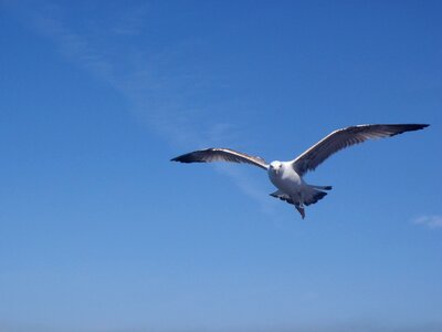 Bird seagull istanbul photo