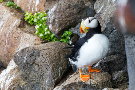 Horned puffin-3