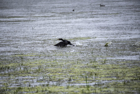 Cormorant taking off from the water photo