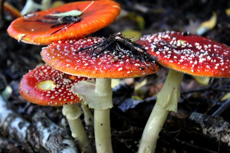 Toxic spotted red