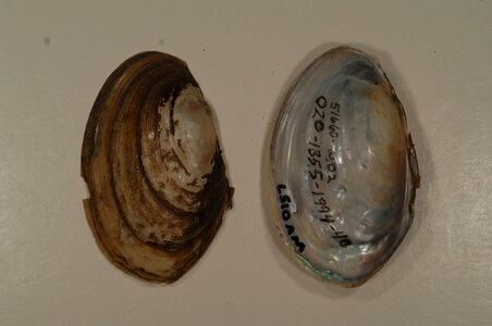 Leptodea fragilis-1
