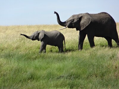 Female elephant baby grass photo