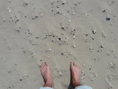 Sand beach mussels photo