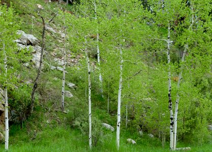 Aspens photo