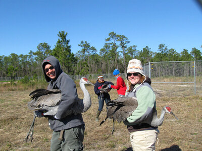 Mississippi Sandhill Cranes
