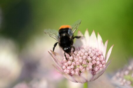 Pink floristry wasp
