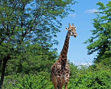 Zoo animal wild