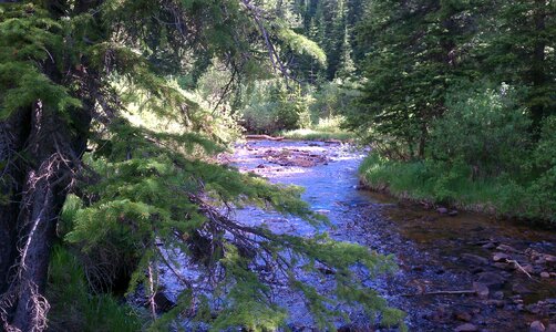 Forest nature water background