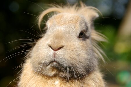 Animal portrait rabbit thoughtful