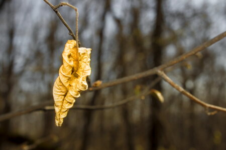 Autumn Leaf Scene photo