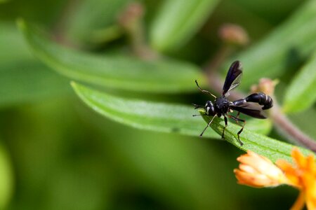 Asclepias Tuberosa beautiful photo bug