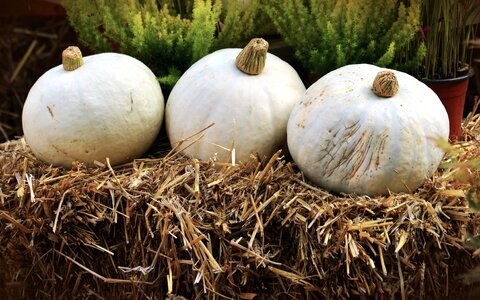 Autumn food pumpkin