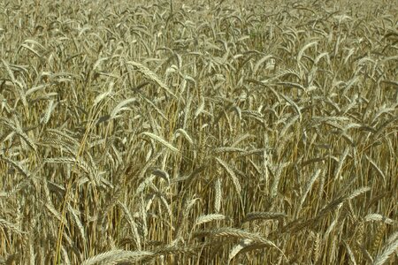 Cereals cornfield grain photo