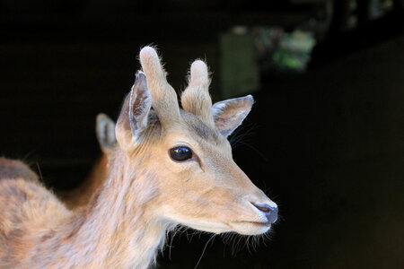 Young deer portrait photo