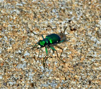 Bug insect green photo