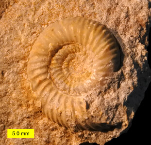 Leptosphinctes sp Fossil from the Jurassic Period photo